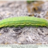 hyponephele lupina azer larva final4